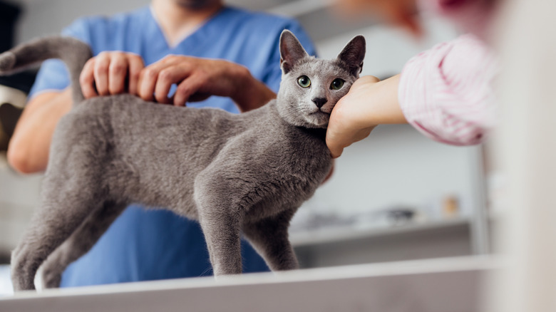 A veterinarian examines a gray cat while owner cups feline's face