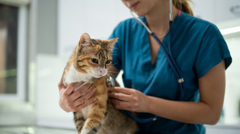 A cat being examined at the vet.