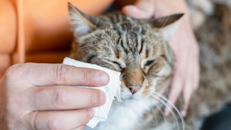 A cat having discharge wiped from its face.