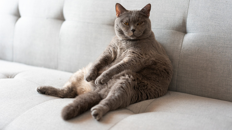 An overweight cat sitting on a couch.