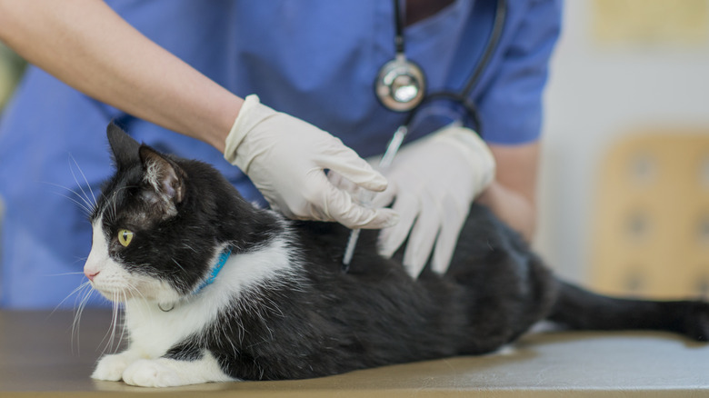 A cat getting vaccinated for rabies.