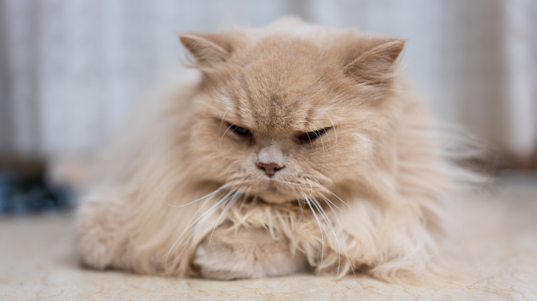 Lethargic long-haired cat resting on floor