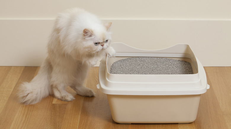 Long-haired cat climbing into litter box