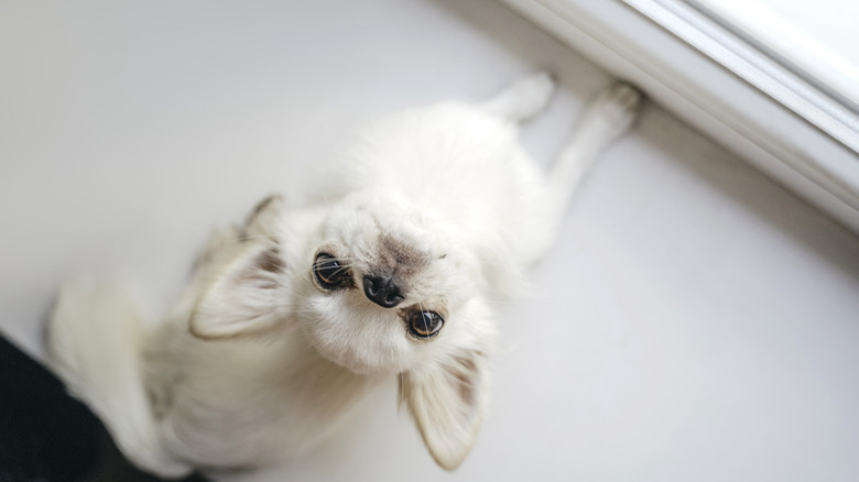 Cute and playful little chihuahua laying on a window sill