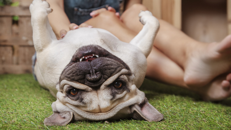 Grinning upside down dog next to child on grass