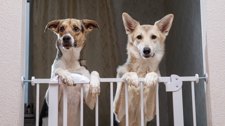 Two dogs standing on hind legs at pet gate in house