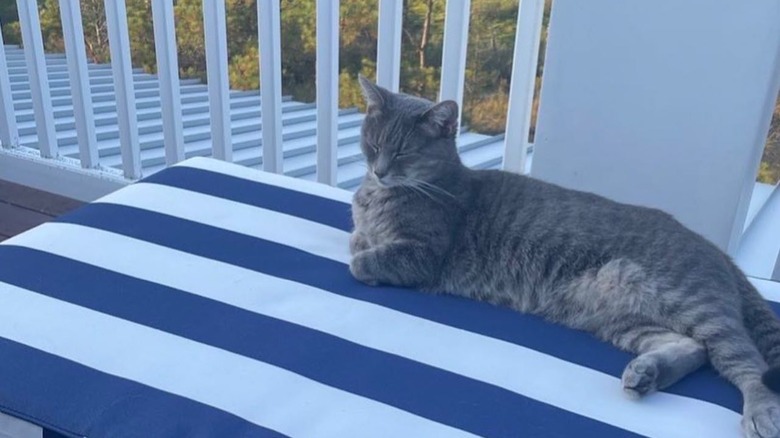 Willow, a tabby cat, lying down on outdoor patio furniture