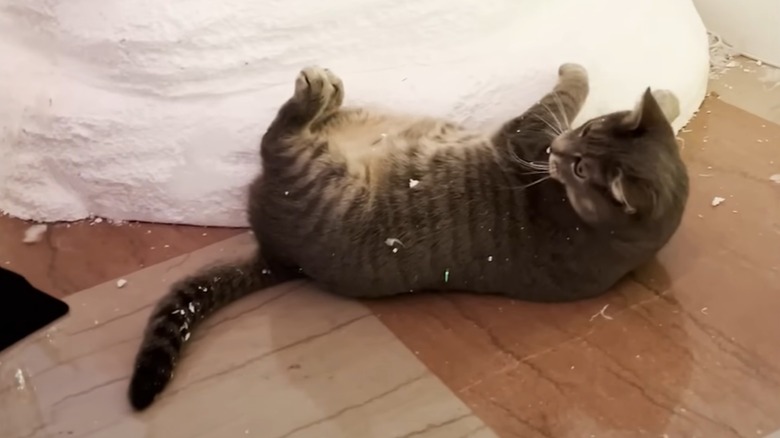 Willow, Joe and Jill Biden's cat lying down next to sisal ball toy