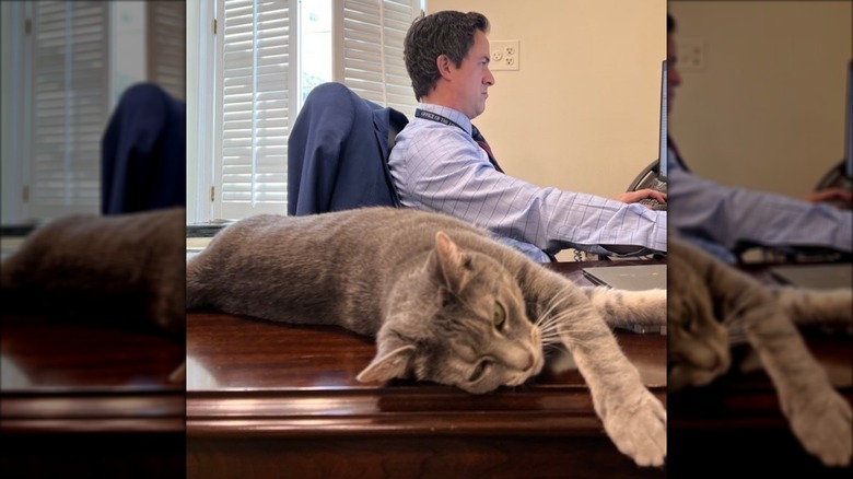 Willow, a tabby cat, lying down on desk of Michael LaRosa