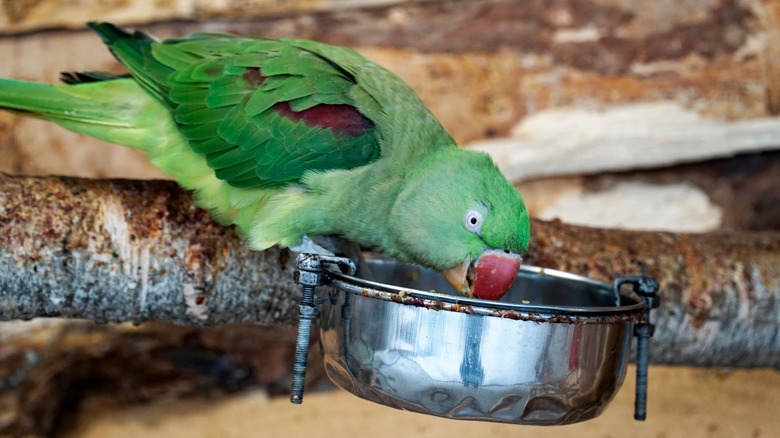 Alexandrine parrot eating out of a metal bowl