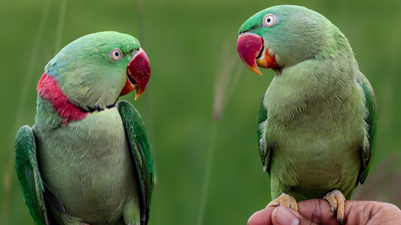 Two Alexandrine parrots