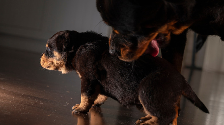 rottweiler puppy with mother