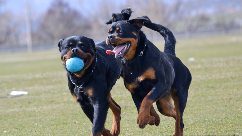 two Rottweiler dogs