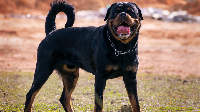 Rottweiler with long tail