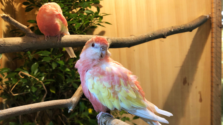 Rosy Bourke's Parakeets on branches in enclosure