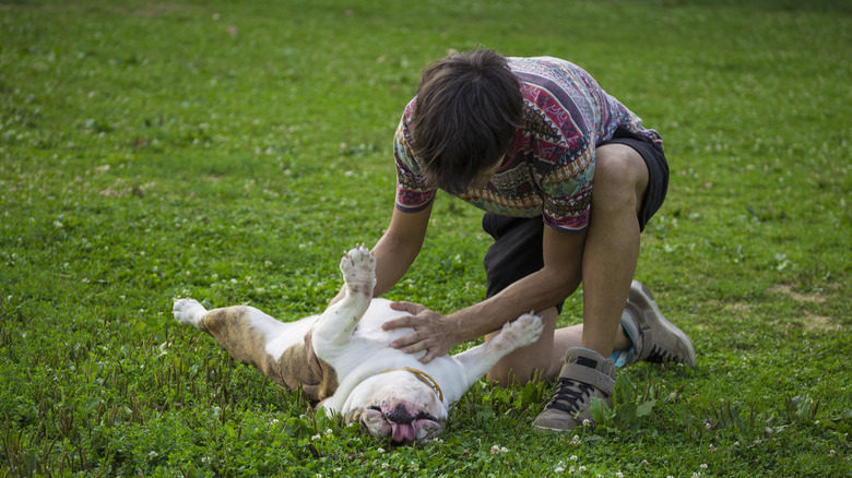 Owner rubbing his dog belly, in grass.