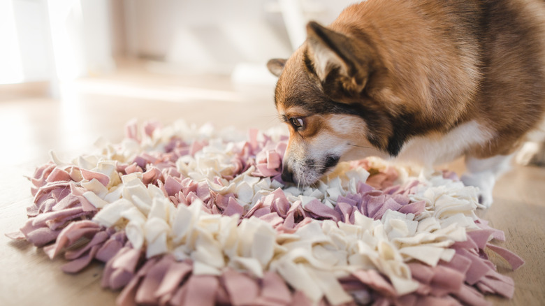 Welsh corgi sniffing a snuffle mat