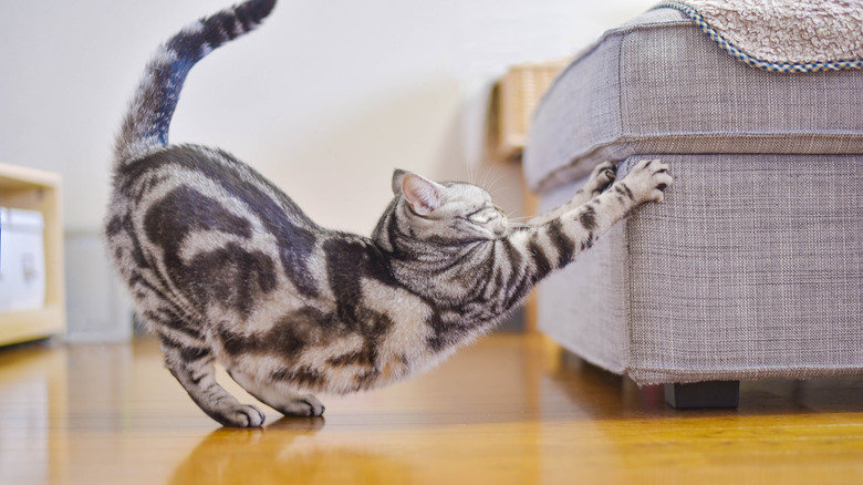 A cat clawing an ottoman