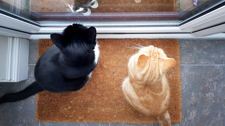 Two cats sitting on a doormat looking outside