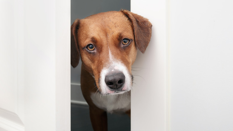 curious dog poking its head through doorway