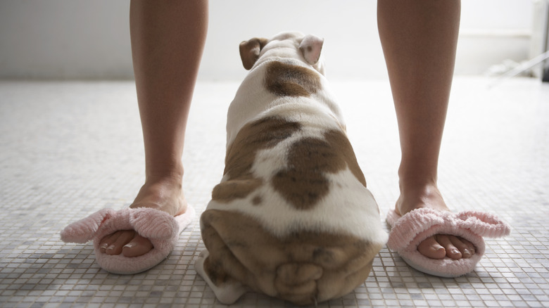 dog sitting between legs of a woman in bathroom