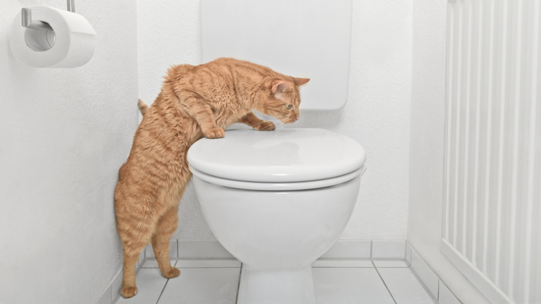 orange cat checking out a human toilet