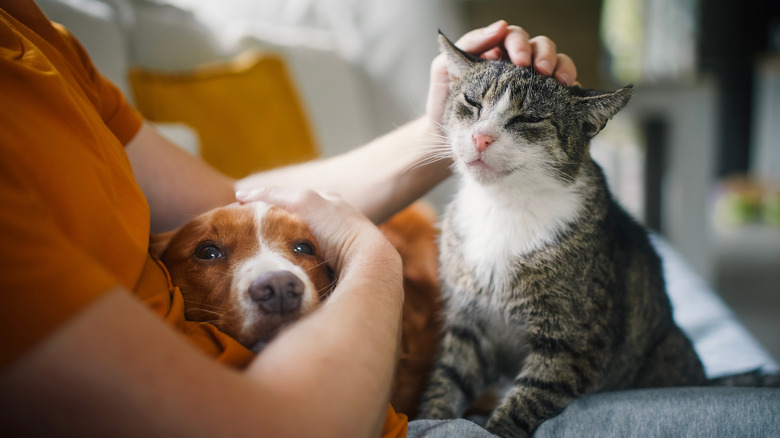 Person sitting on sofa, petting their dog and cat