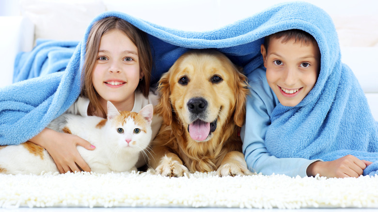 Boy and girl under a blanket with a dog and cat