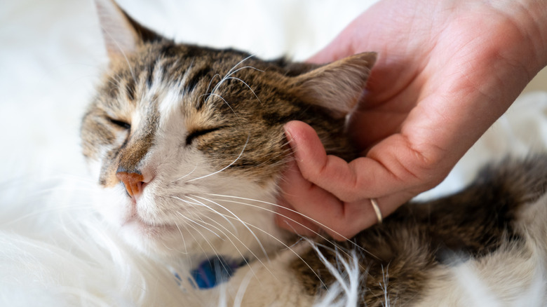 A relaxed-looking cat with their eyes closed gets pet behind the ear by a hand