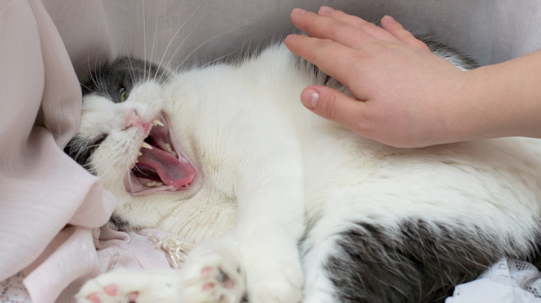 A gray and white cat lying down has their mouth open as a hand pets their side