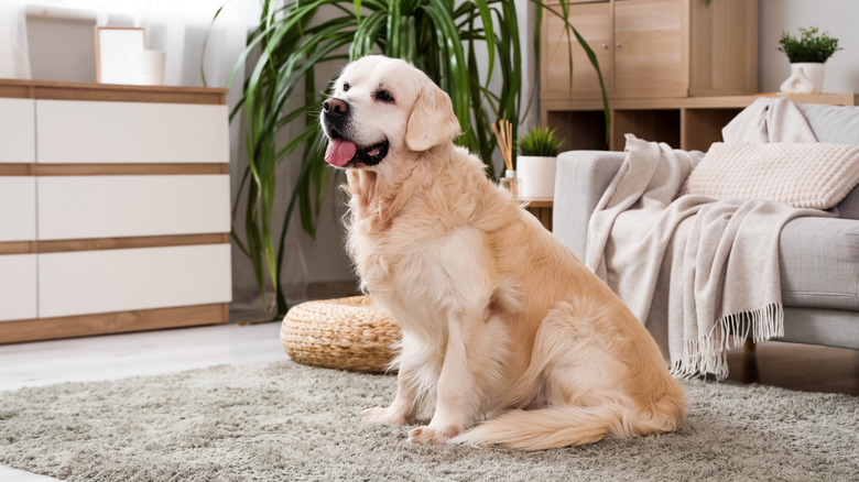 Labrador sitting on carpet in living room