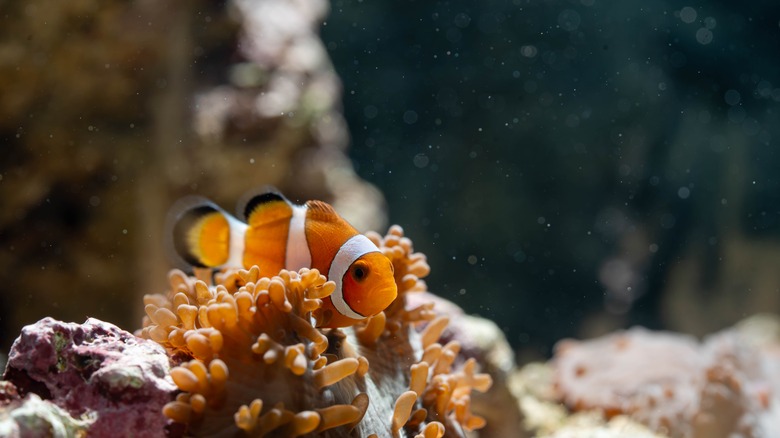 clownfish hiding in coral