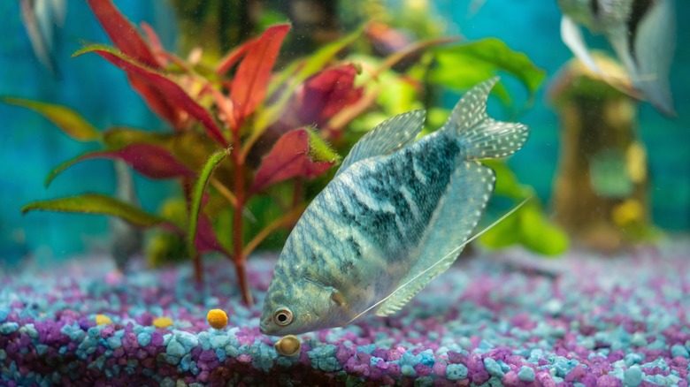 blue fish in aquarium