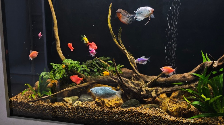 colorful fish in home aquarium