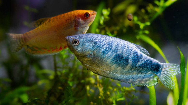 an orange gourami fish and a blue gourami fish in a tank together