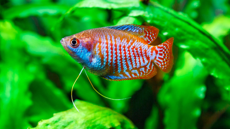 a blue and orange gourami fish