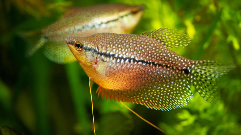 two gourami fish in tank