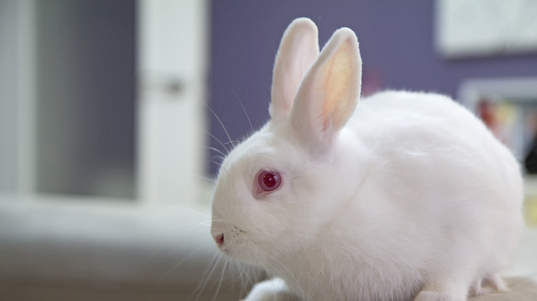 Albino bunny on counter