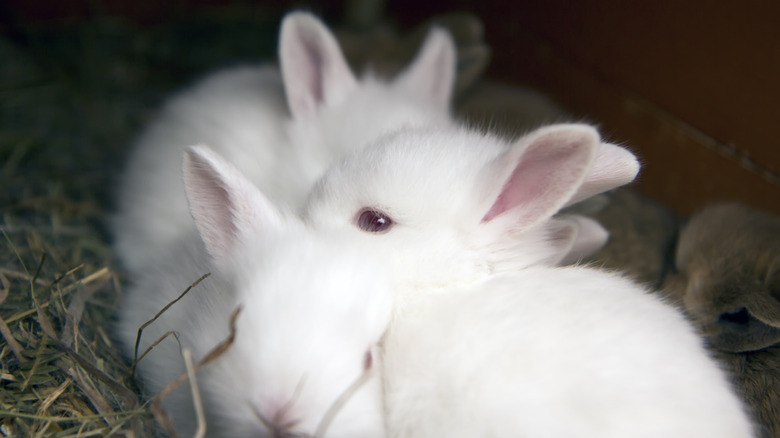 white albino rabbit