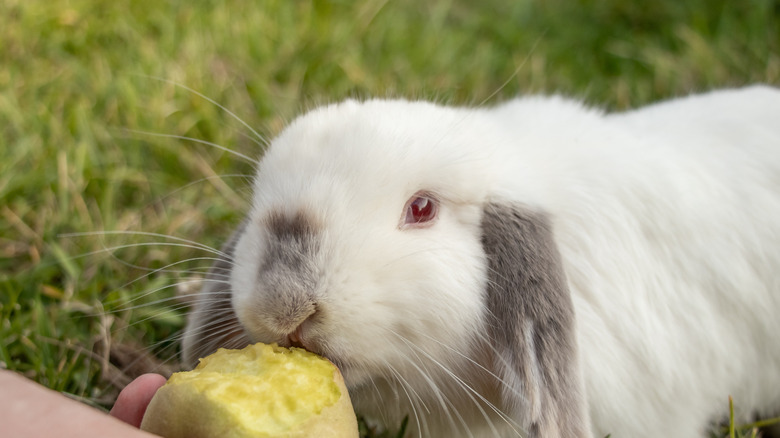 albino bunny eating food