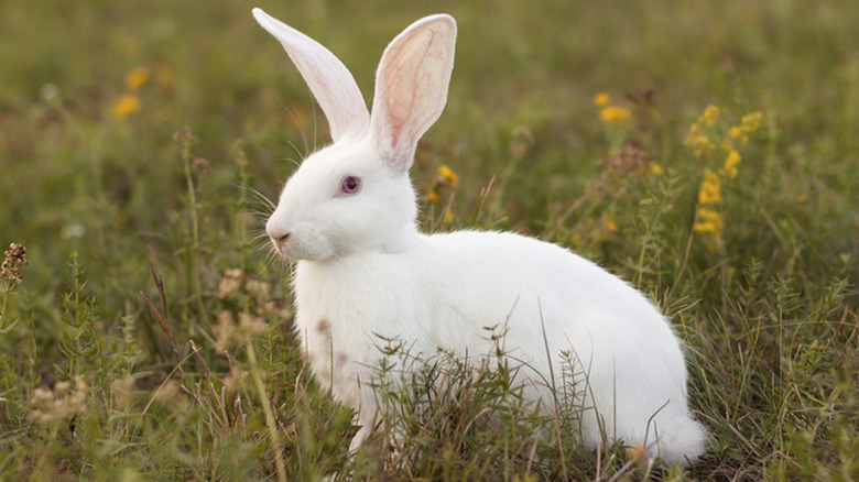 white albino bunny stands in flower field