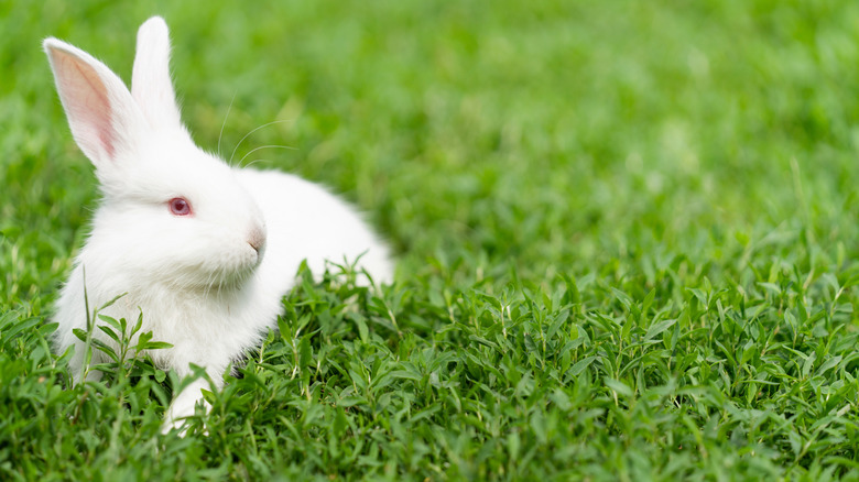 white rabbit with red eyes sits in grass