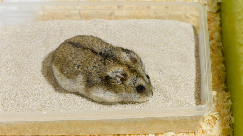 A brown dwarf hamster still in a sand bath