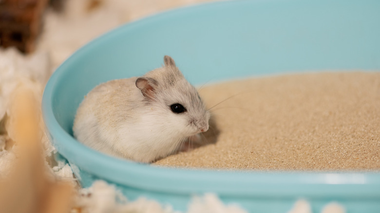 A dwarf hamster sitting in the corner of a sand bath