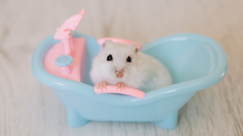 A cute white hamster sits in a small toy bath