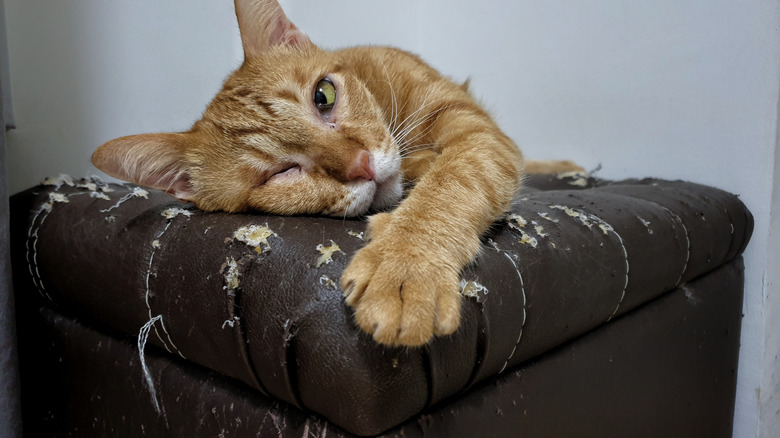 cat on scratched up furniture