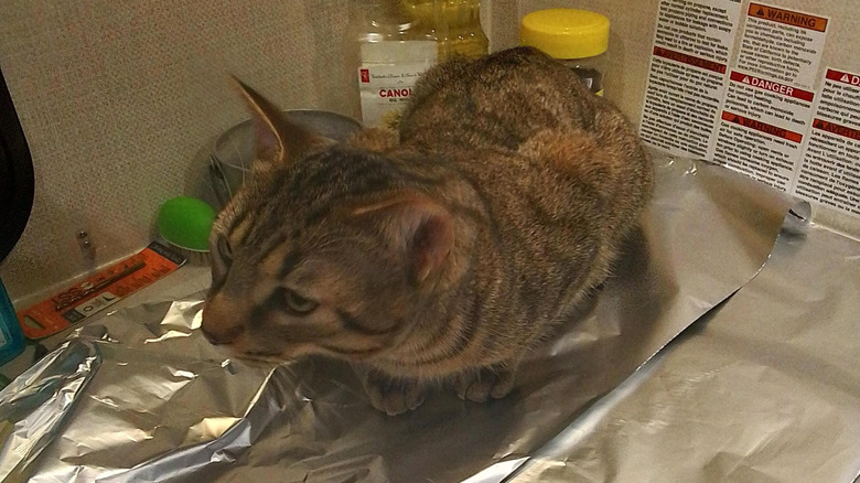 cat sitting on tinfoil