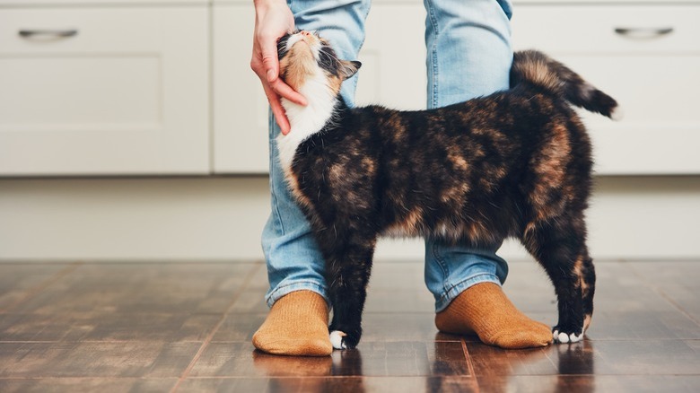 Man and cute cat