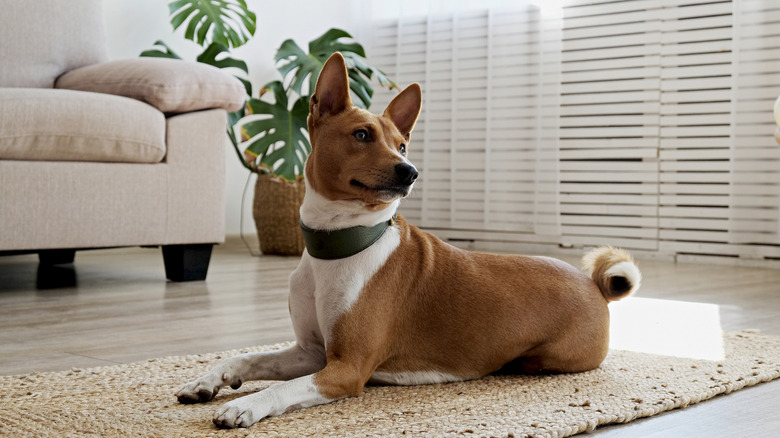 A basenji lies on a woven rug with its head up