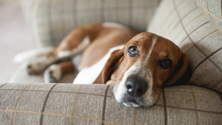 A basset hound lies on a couch with its head propped on the arm